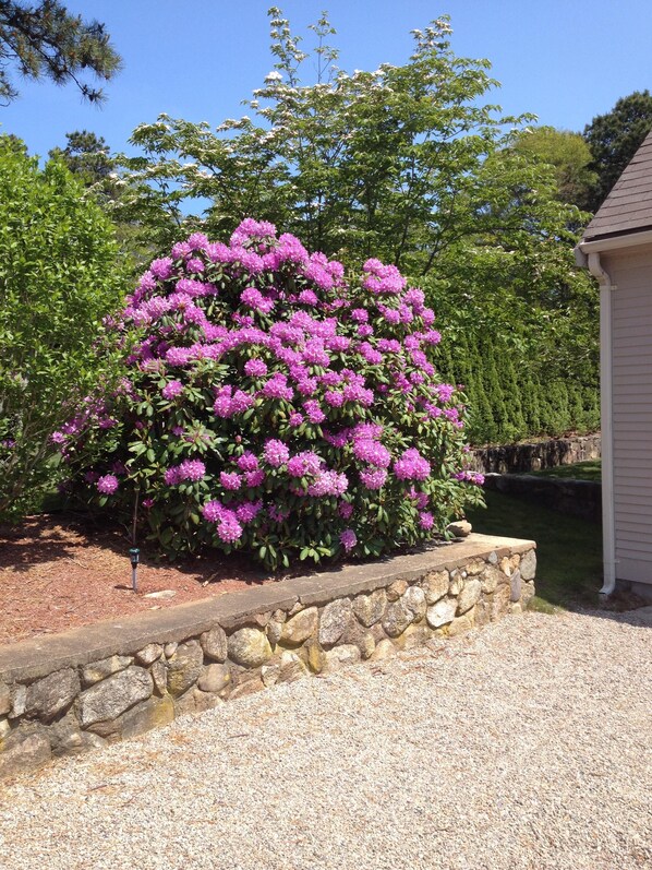 Stunning garden area with a vibrant flowering shrub and lush green surroundings.