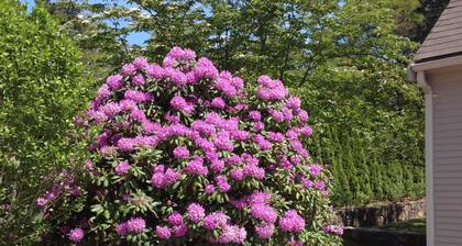 Charming Classic Cape Home Bordering Bike Trail-Family Friendly In Harwich