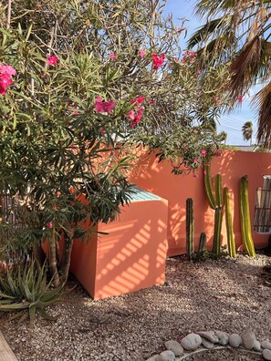 A cactus garden with a pink wall and a wooden fence.
