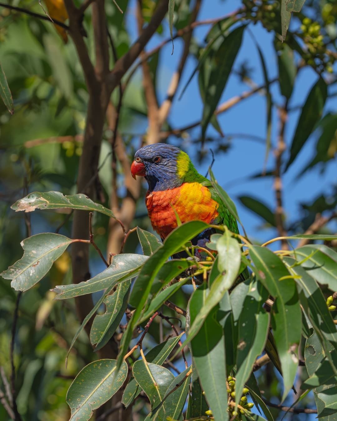 A colorful parrot perched on a branch amidst green leaves.