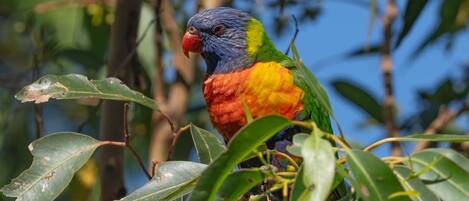 A colorful parrot perched on a branch amidst green leaves.