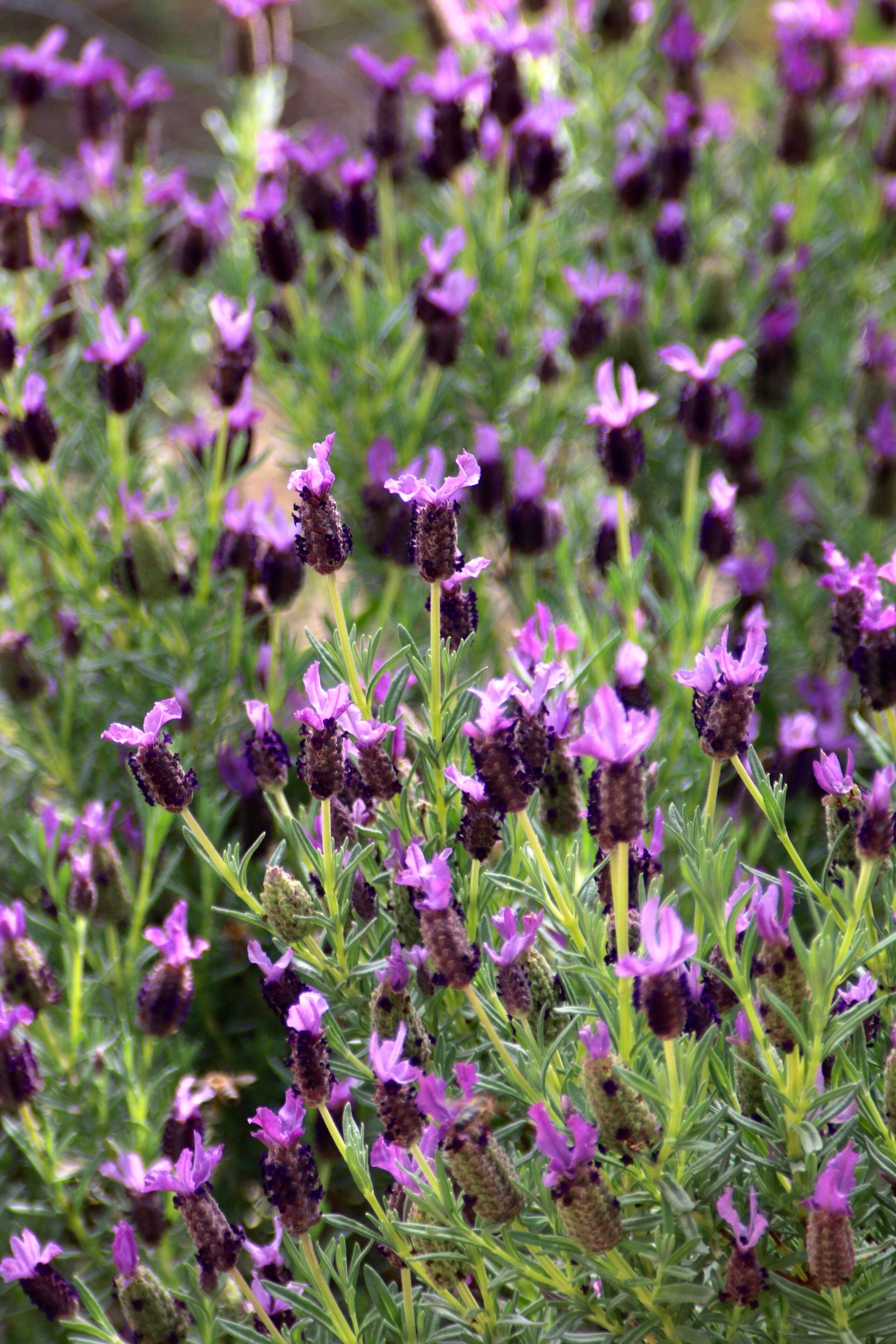 Wildwood Retreat — image 29