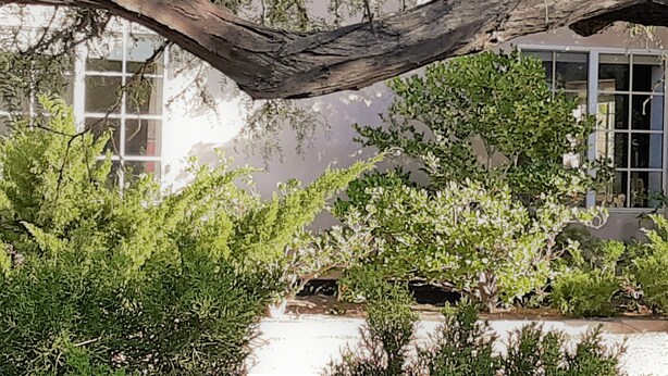 Un edificio con un'ampia branca d'albero che sporge sull'ingresso.