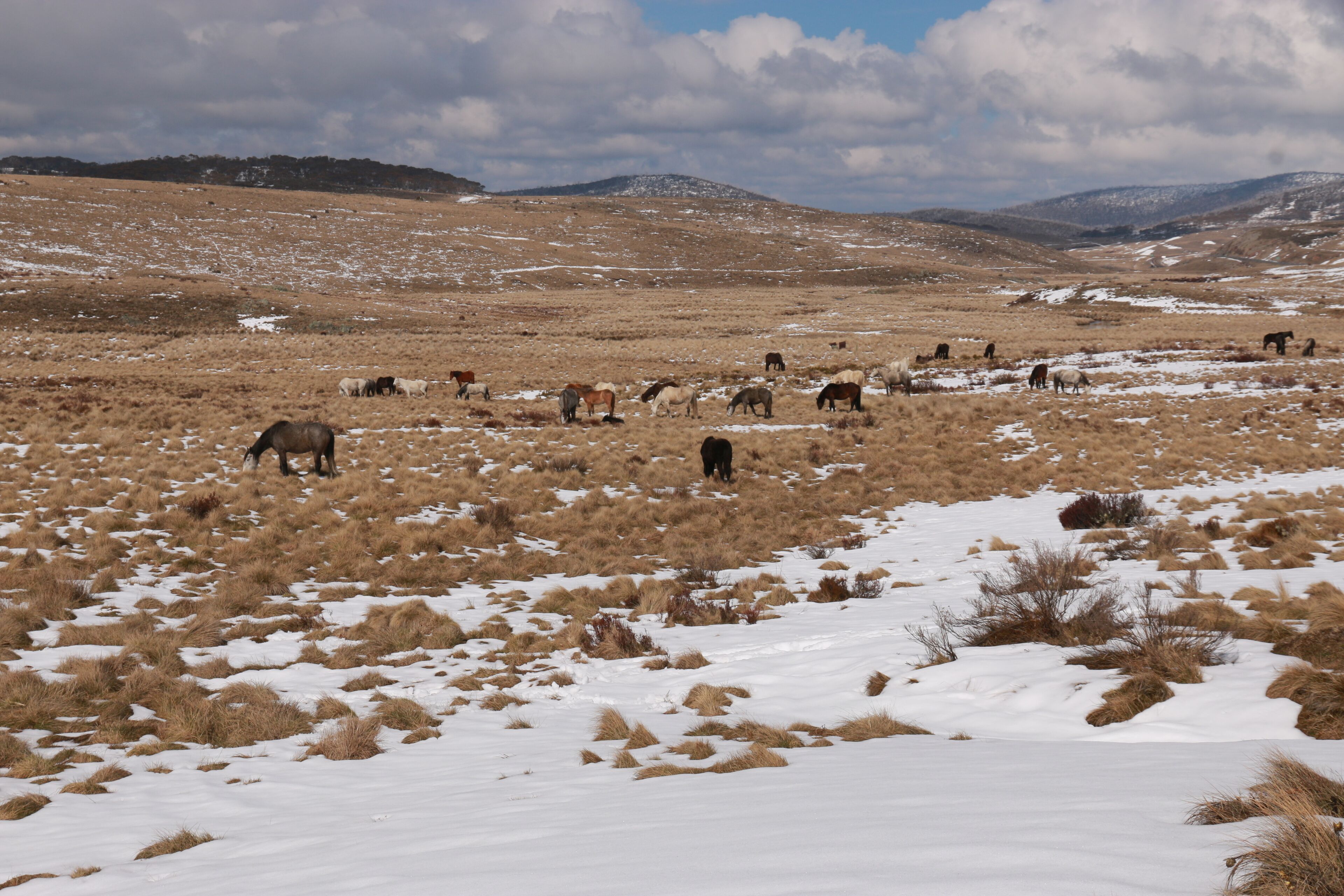 Denison Cottage Old Adaminaby — image 14