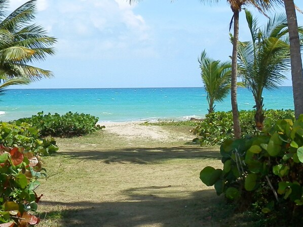 Ein Strandweg, der zum Meer führt, umgeben von viel Grün und Palmen.
