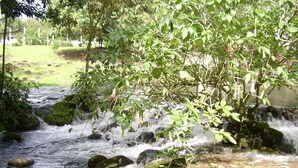 A small, clear stream flowing over rocks with lush greenery and trees in the background. - Rent 1 apt for up to 6 guests  both apt for up to 12 guests and a discount (Guapiles)