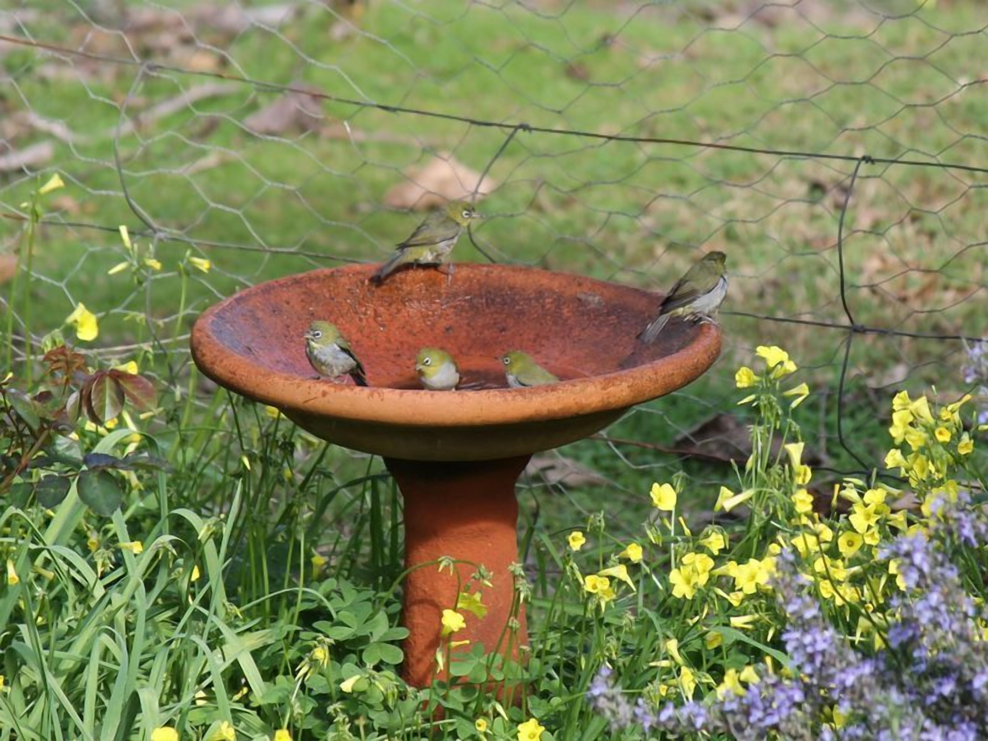 Un abreuvoir à oiseaux entouré de verdure et de fleurs jaunes.