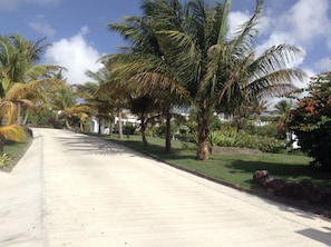 Uma estrada pavimentada ladeada por palmeiras e vegetação exuberante.