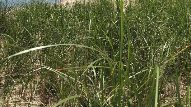 Ranta, jossa on ruohokasvustoisia dyynimäkiä ja kirkas, sininen taivas.