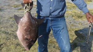 A man holding a fish on a rocky beach with the ocean in the background. - PLEASE COME AND RELAX ON OUR PRIVATE BEACH! (Cayman Brac)