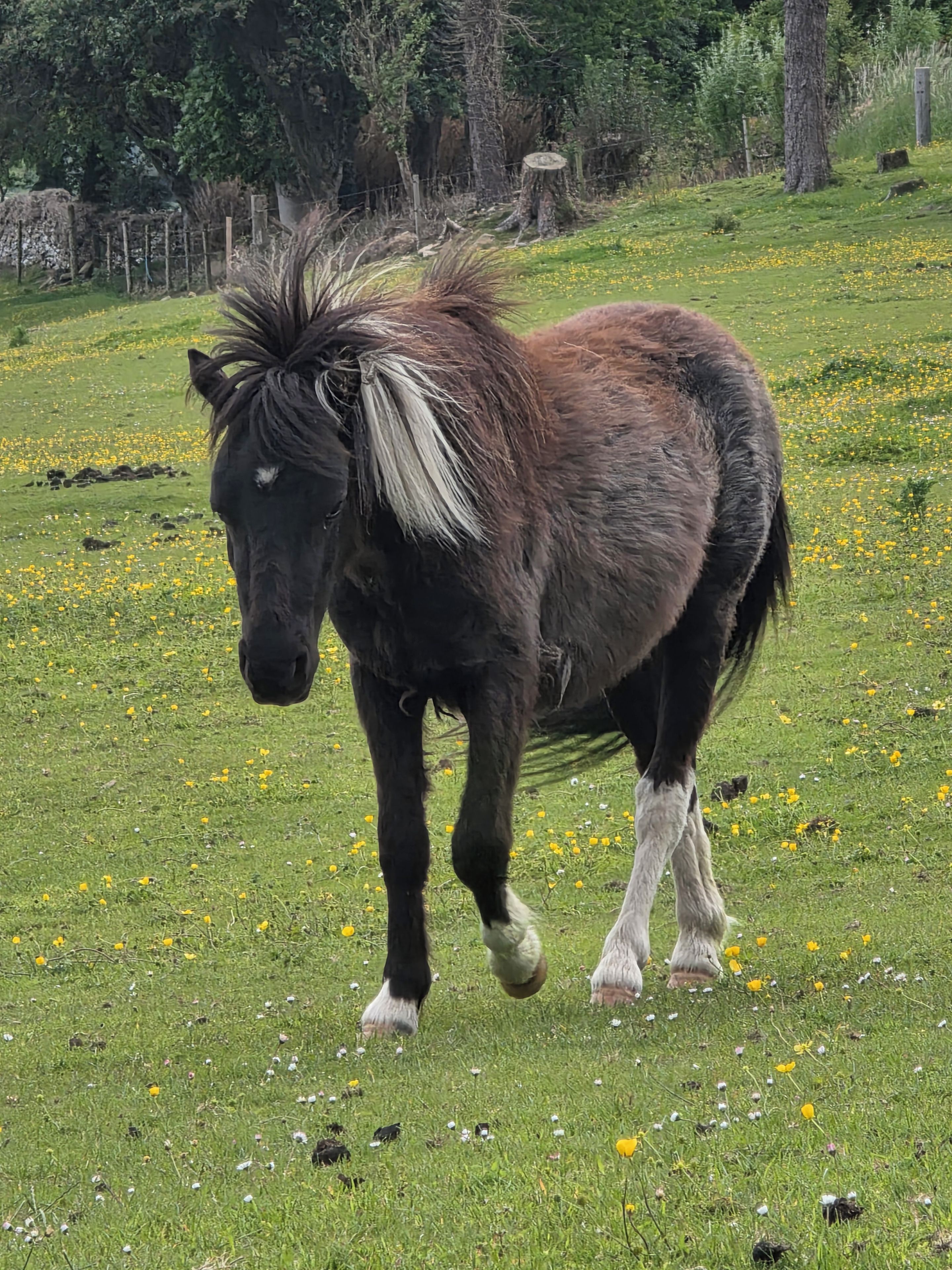 Un poney à la crinière et à la queue distinctives, se tenant dans un champ herbeux parsemé de fleurs jaunes.