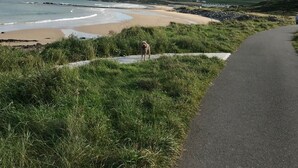 A coastal path with a grassy area and a beach in the background.