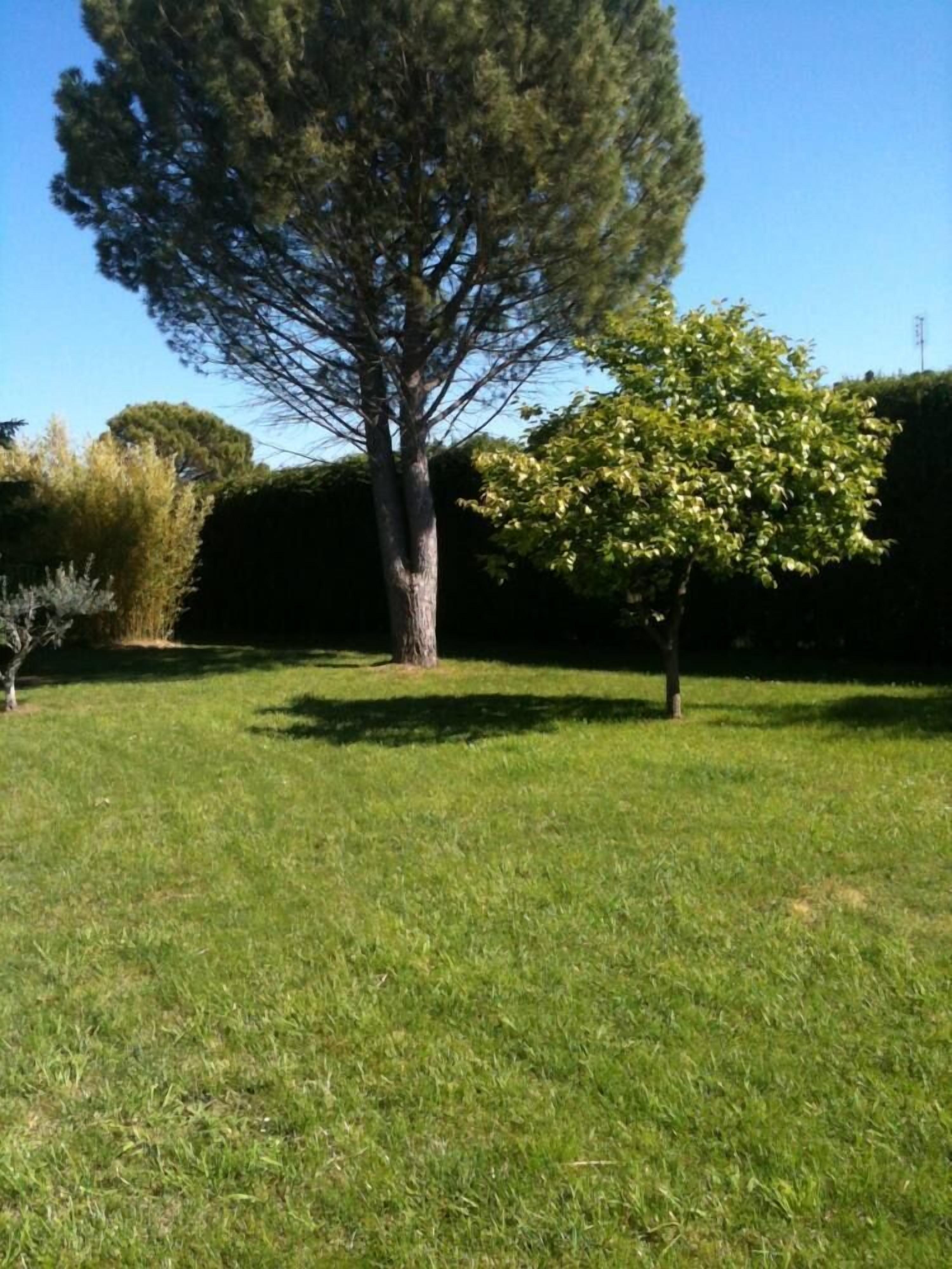 A grassy area with a large tree and a smaller tree.