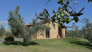 A stone house with a tiled roof, surrounded by olive trees and a grassy lawn. - Detached house, stone, 6 pax, garden, wonderful sea view (Casale Marittimo)