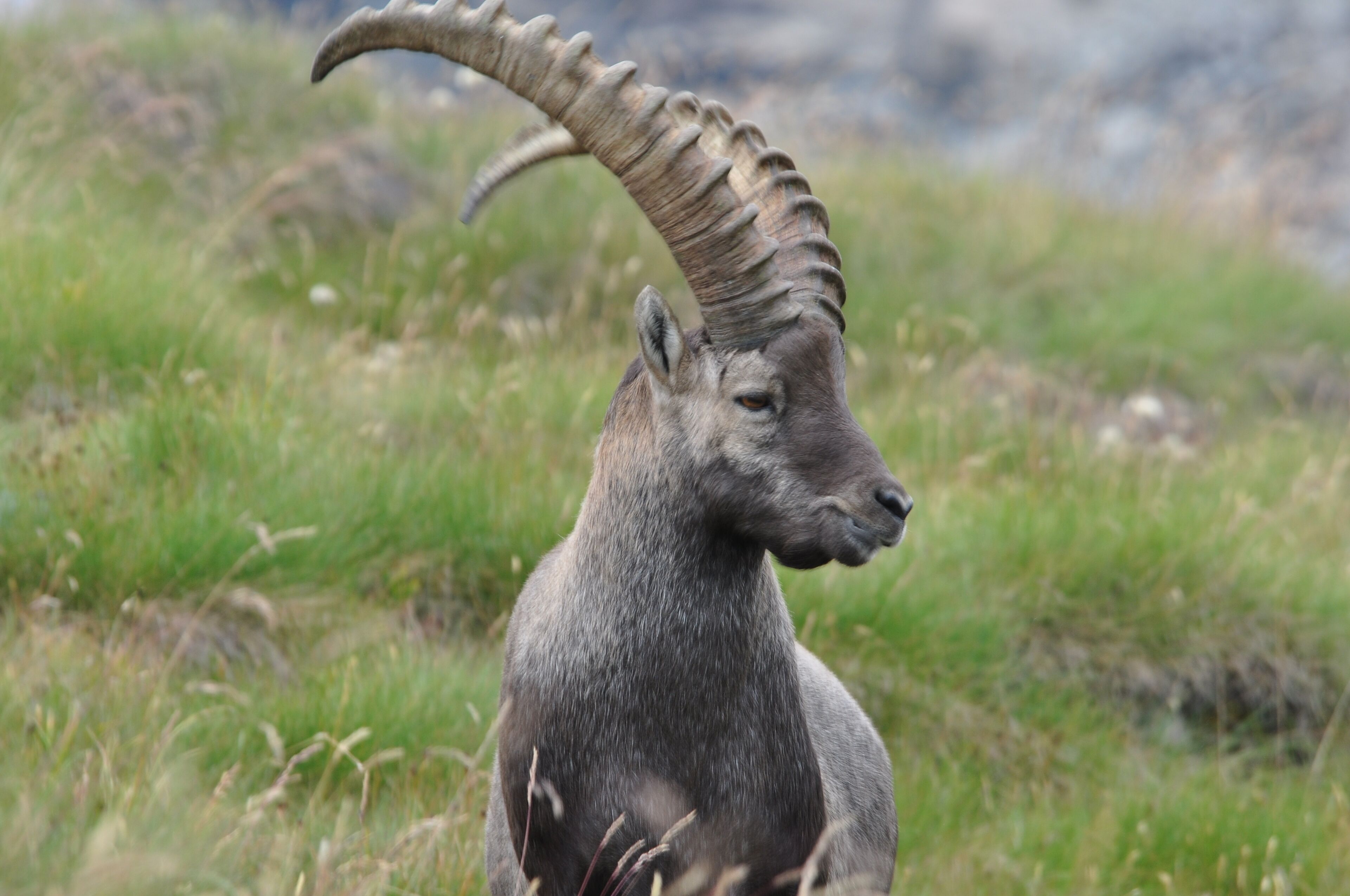 A mountain goat with large curved horns in a grassy field.