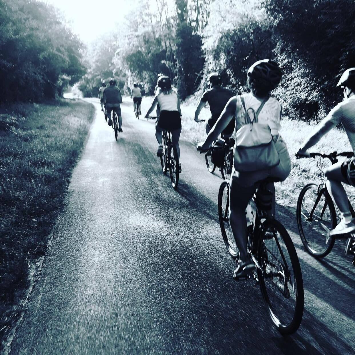 A group of cyclists on a paved road surrounded by trees.