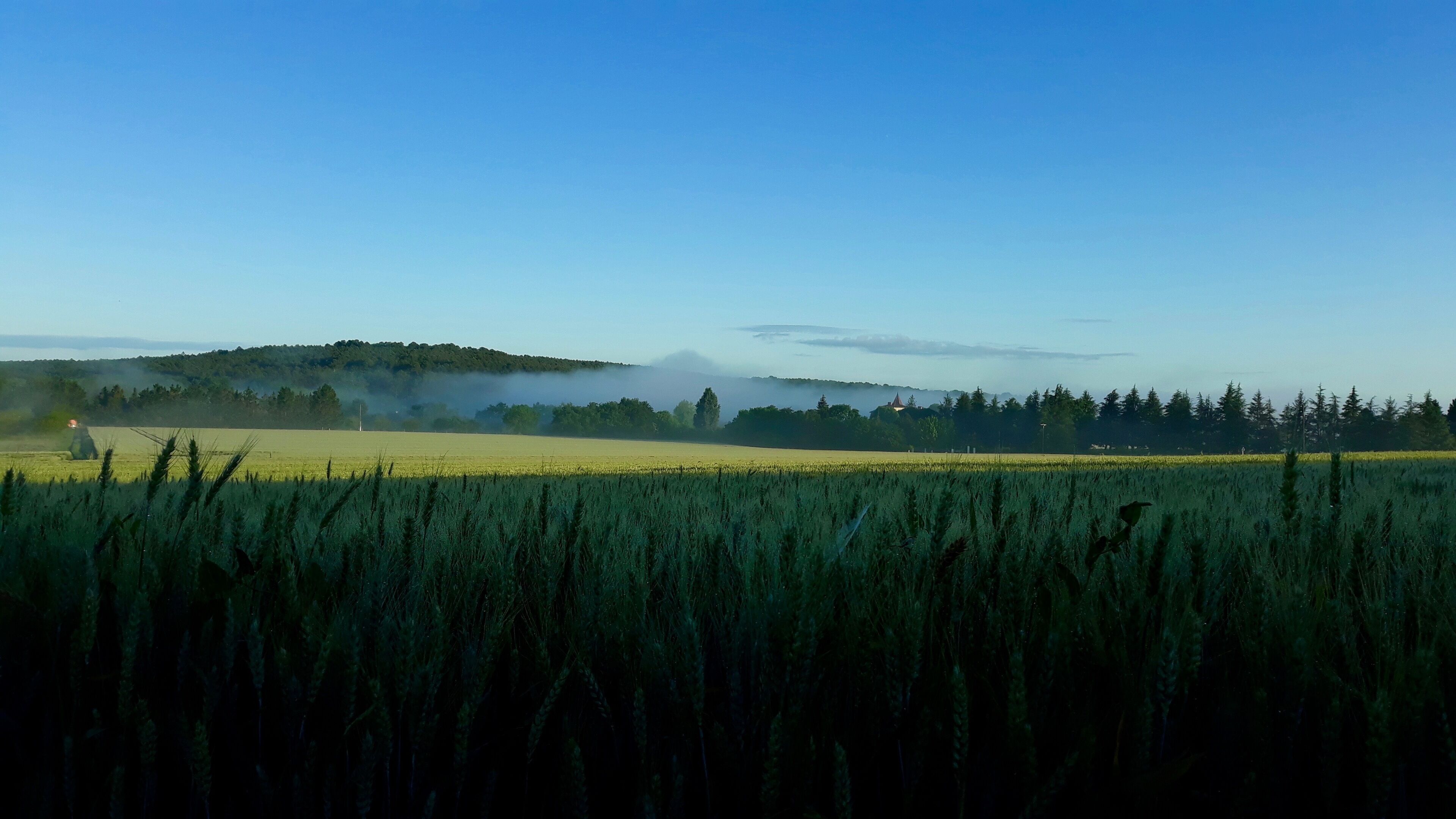 A field with tall crops in the foreground and a mist-covered hill in the background.