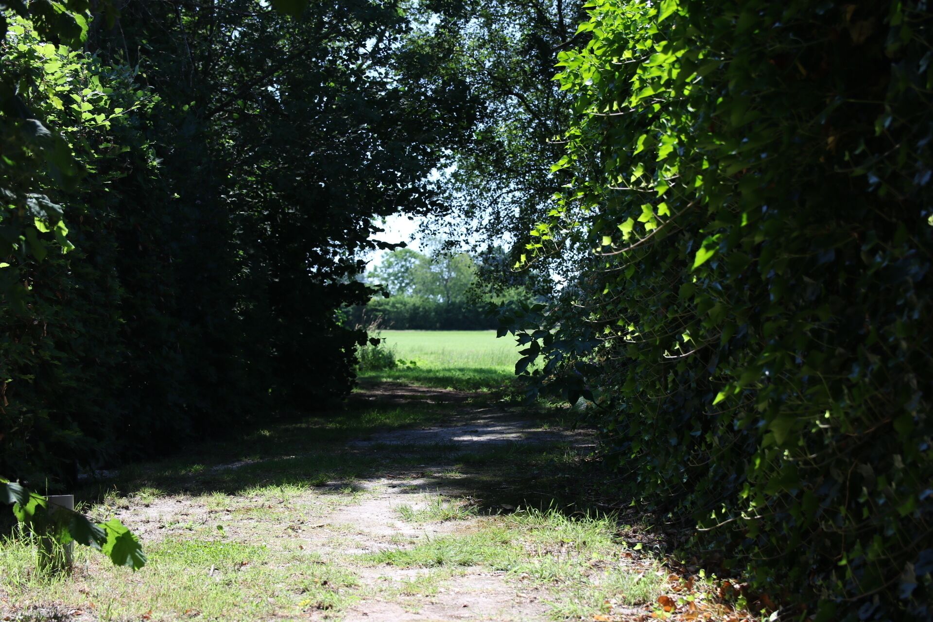 Un étroit sentier de terre, bordé d’une végétation dense, mène à un champ herbeux.
