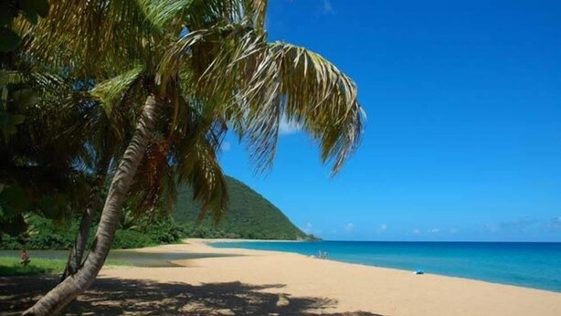 Ein Strand mit einer Palme und blauem Himmel.