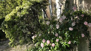 A garden with blooming pink roses and green foliage, a stone wall, and a building with a textured facade.