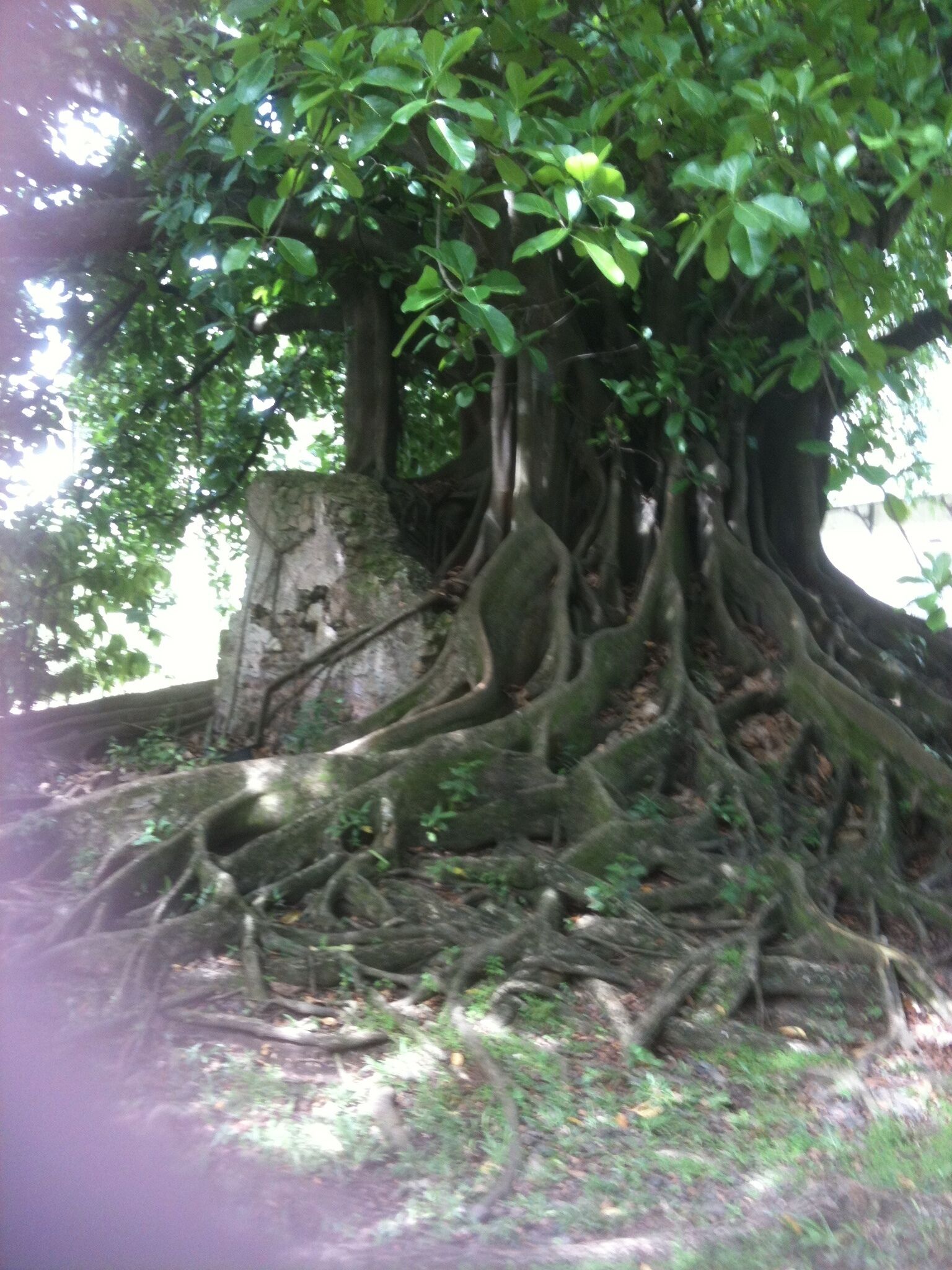 A tree with extensive roots and a large trunk, surrounded by greenery.