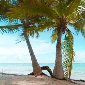 Une plage avec deux palmiers et une vue dégagée sur l’océan.