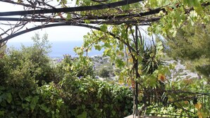 Un vigneto con viti e vista sul mare.