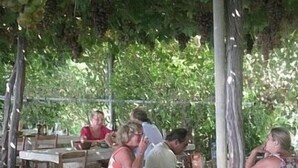 Un área de comedor al aire libre con mesas y sillas bajo una pérgola con parras.