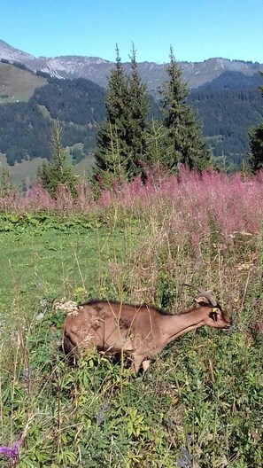 Property grounds - Chalet ideally located at the foot of the slopes in the resort of Les Gets (Les Gets)