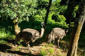Overnattingsstedets uteområder