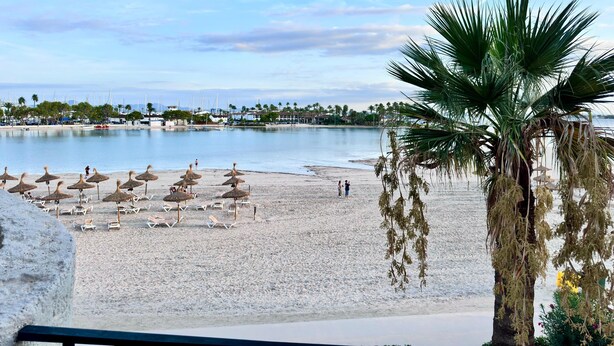 En strand med liggestole og parasoller, en palme og et roligt hav.