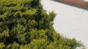 A white building with a window containing yellow flowers and a small tree. - Comfortable apartment with pool for 2-6 people (110 sqm) (Ranschbach)