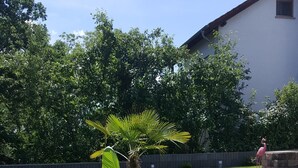 Een kleine bananenplant in een gazon met een wit gebouw en bomen op de achtergrond.