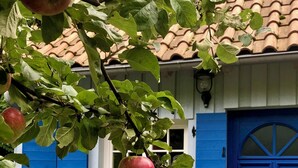 A building with a blue door and windows, a tiled roof, and a tree with apples. - large family friendly holiday home with terrace and garden close to the old town (Görlitz)