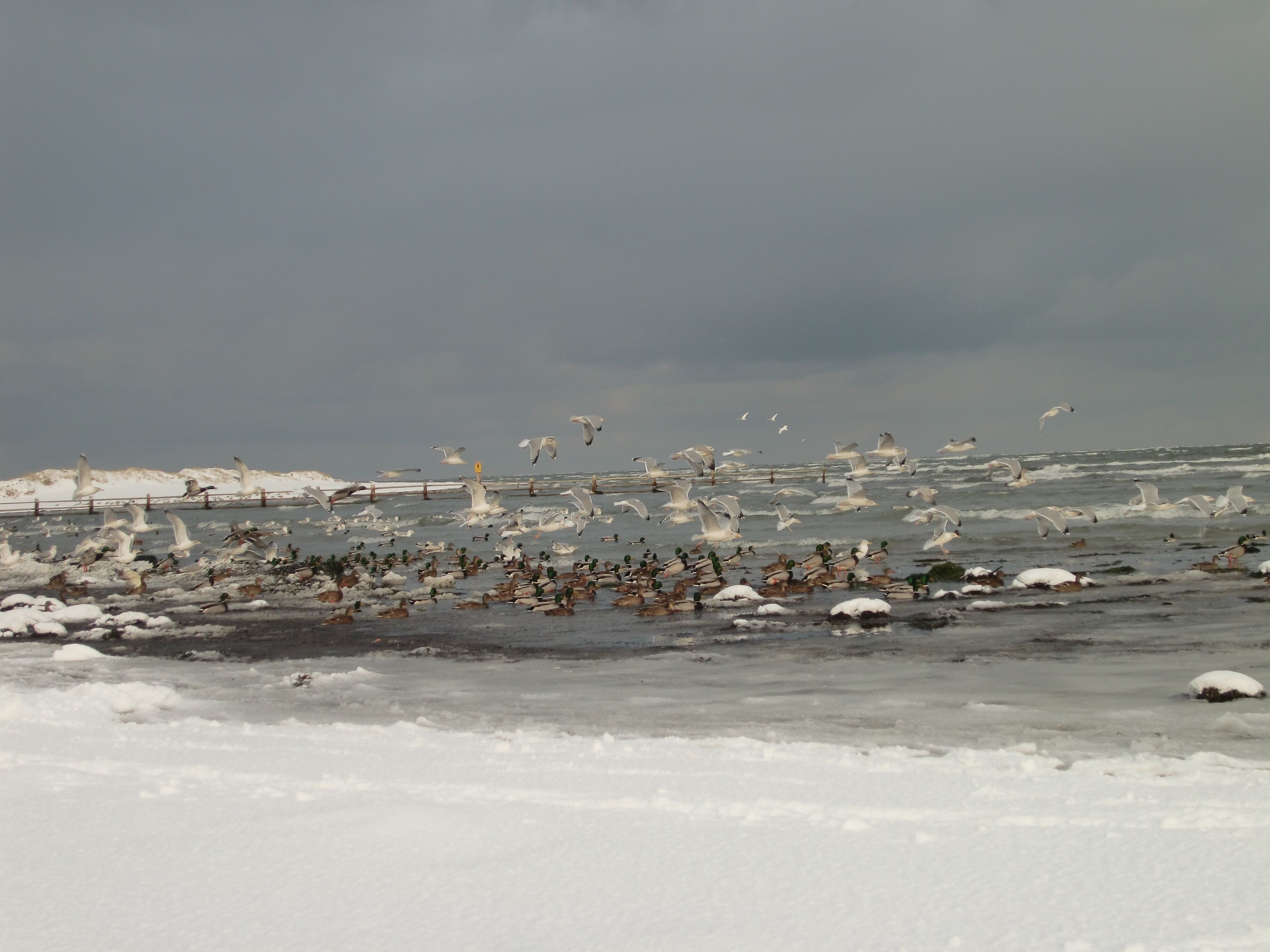 Une plage enneigée avec des mouettes et des canards.