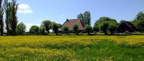A rural landscape with a field of yellow flowers, a traditional house with a red roof, and a smaller building in the background.