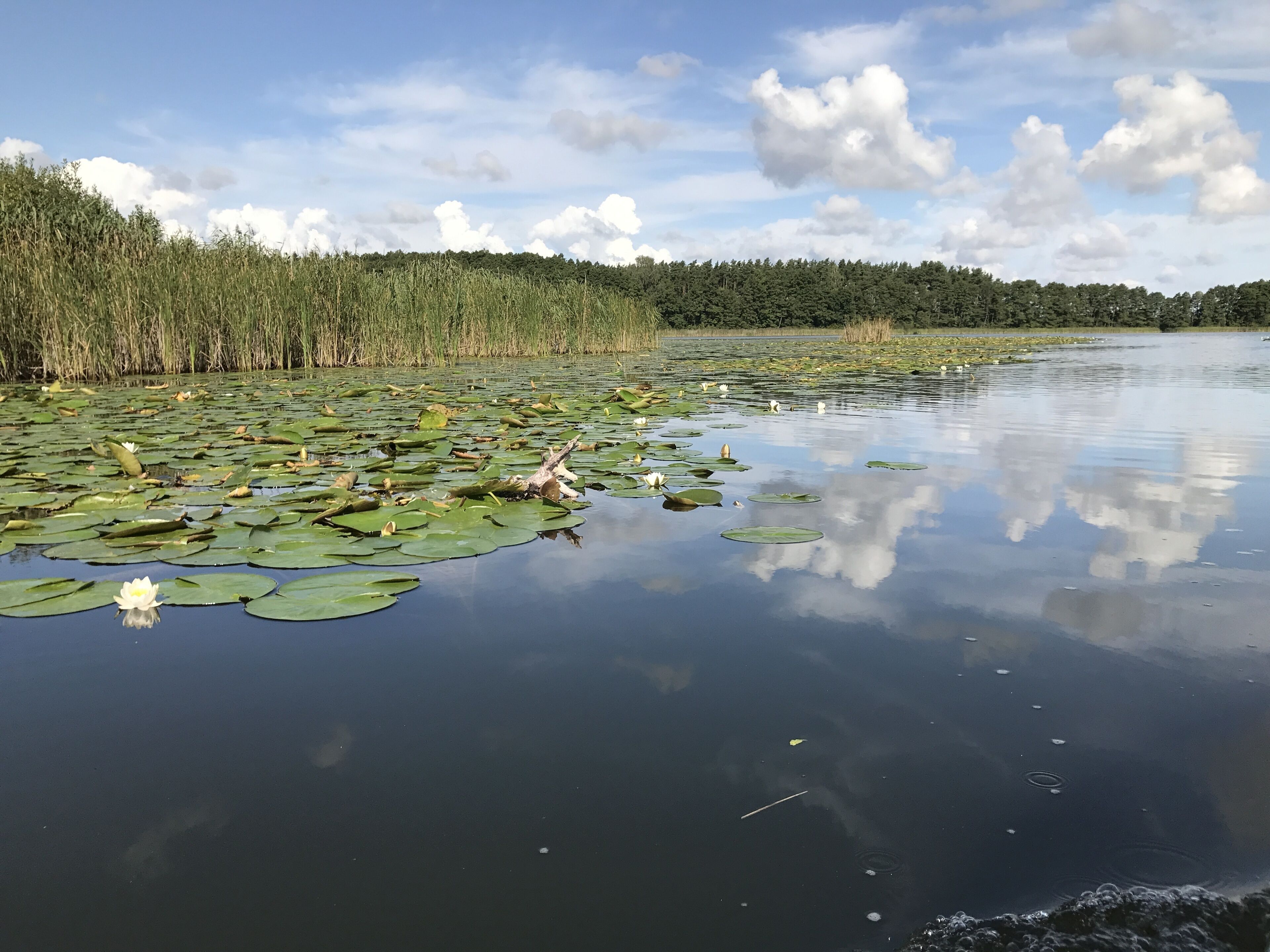 Un lago tranquilo con nenúfares y una orilla boscosa.
