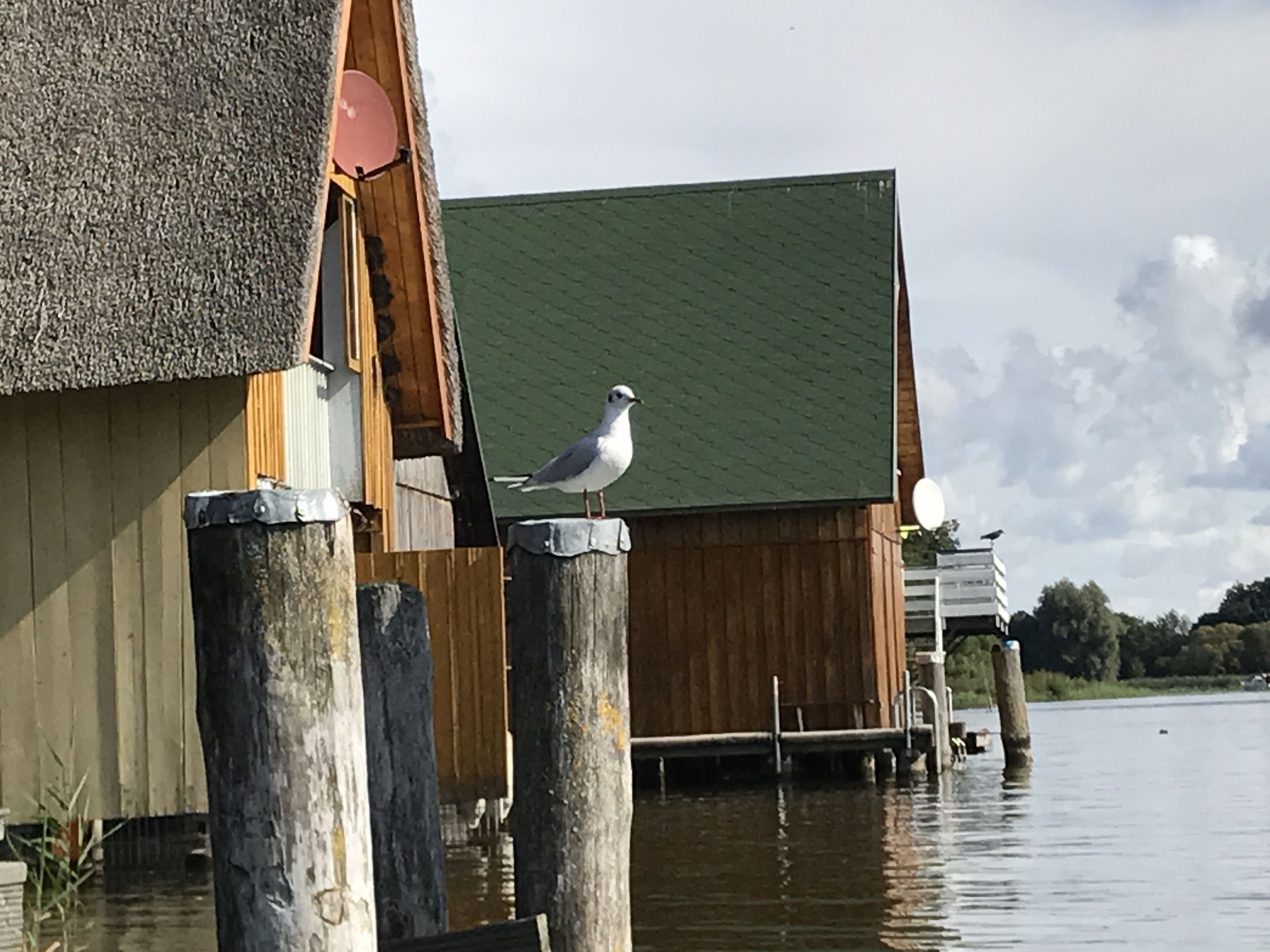 Una gaviota posada sobre un poste de madera cerca de un edificio con techo verde.