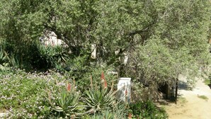 A garden with various plants and a pathway.