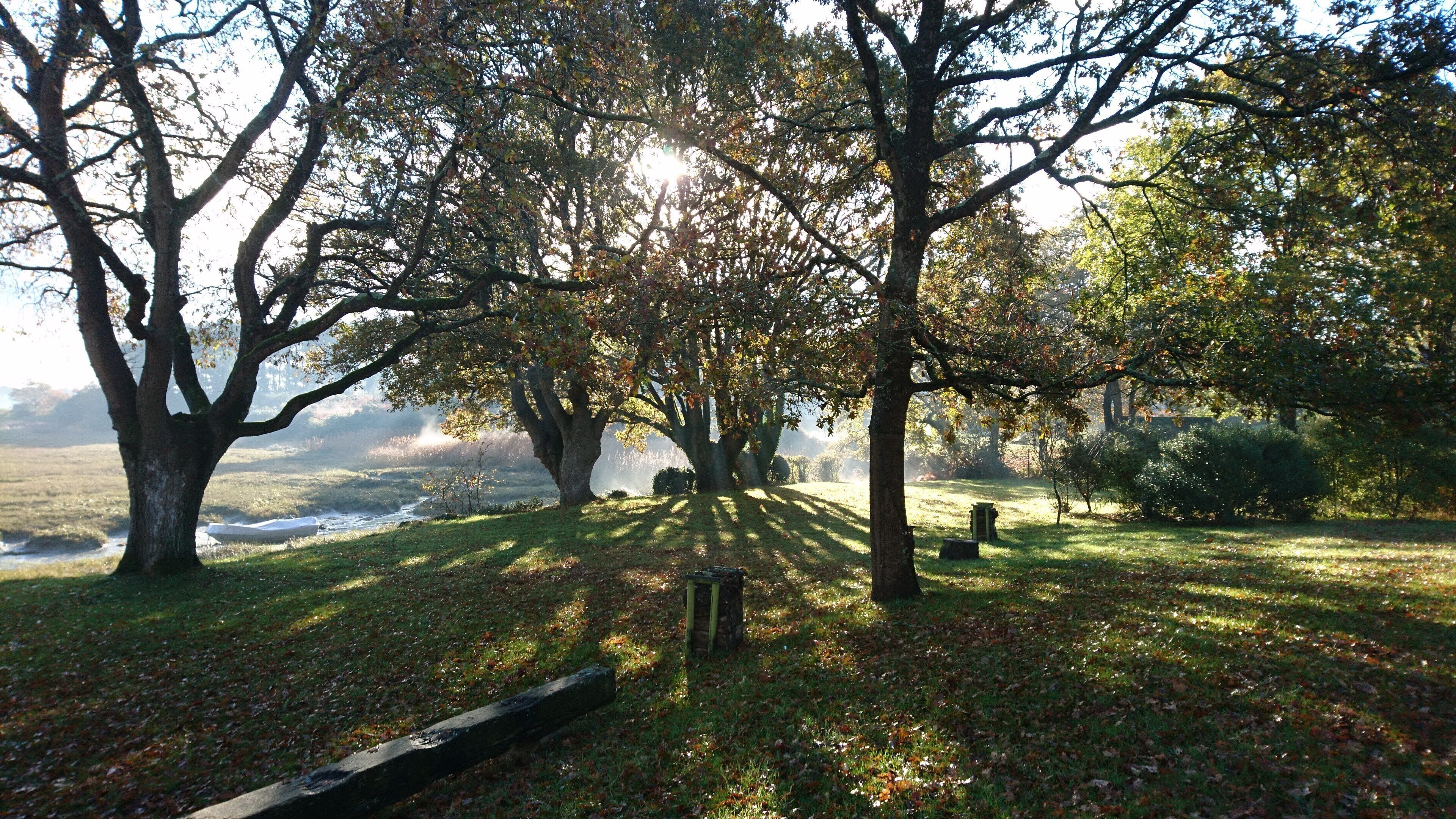 A serene park with large trees, a grassy area, and a bench.