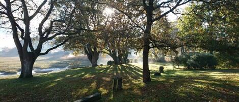 A serene park with large trees, a grassy area, and a bench.