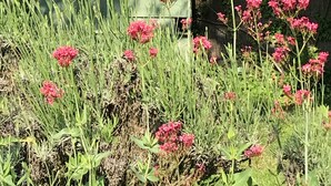 A garden with a wooden fence and pink flowers. - The house of Elorac St Remy de Provence with private pool (Saint-Rémy-de-Provence)