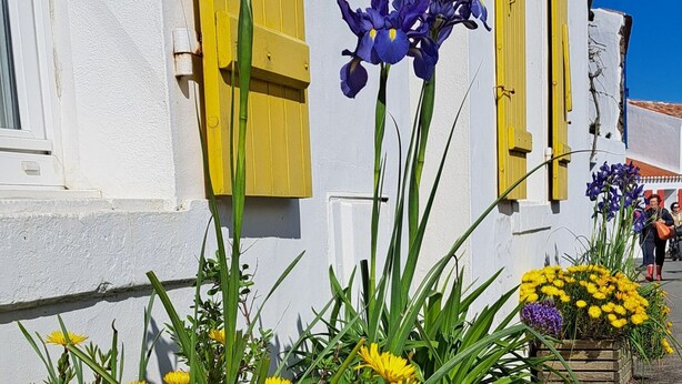 A building with yellow shutters and a flower bed with yellow and purple flowers.
