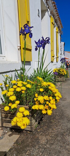 Un bâtiment avec des volets jaunes et un parterre fleuri où poussent des fleurs jaunes et violettes.