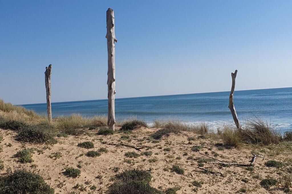 A sandy beach with three tall, weathered trees and the ocean in the background.