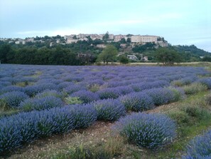 Campo de lavanda con un edificio histórico al fondo.