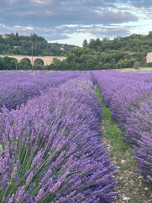 Un campo de lavanda con un puente de piedra al fondo.