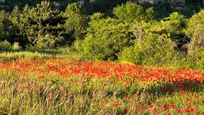 Une ville perchée sur une colline, avec des bâtiments historiques, entourée de verdure et d’un champ de coquelicots rouges.