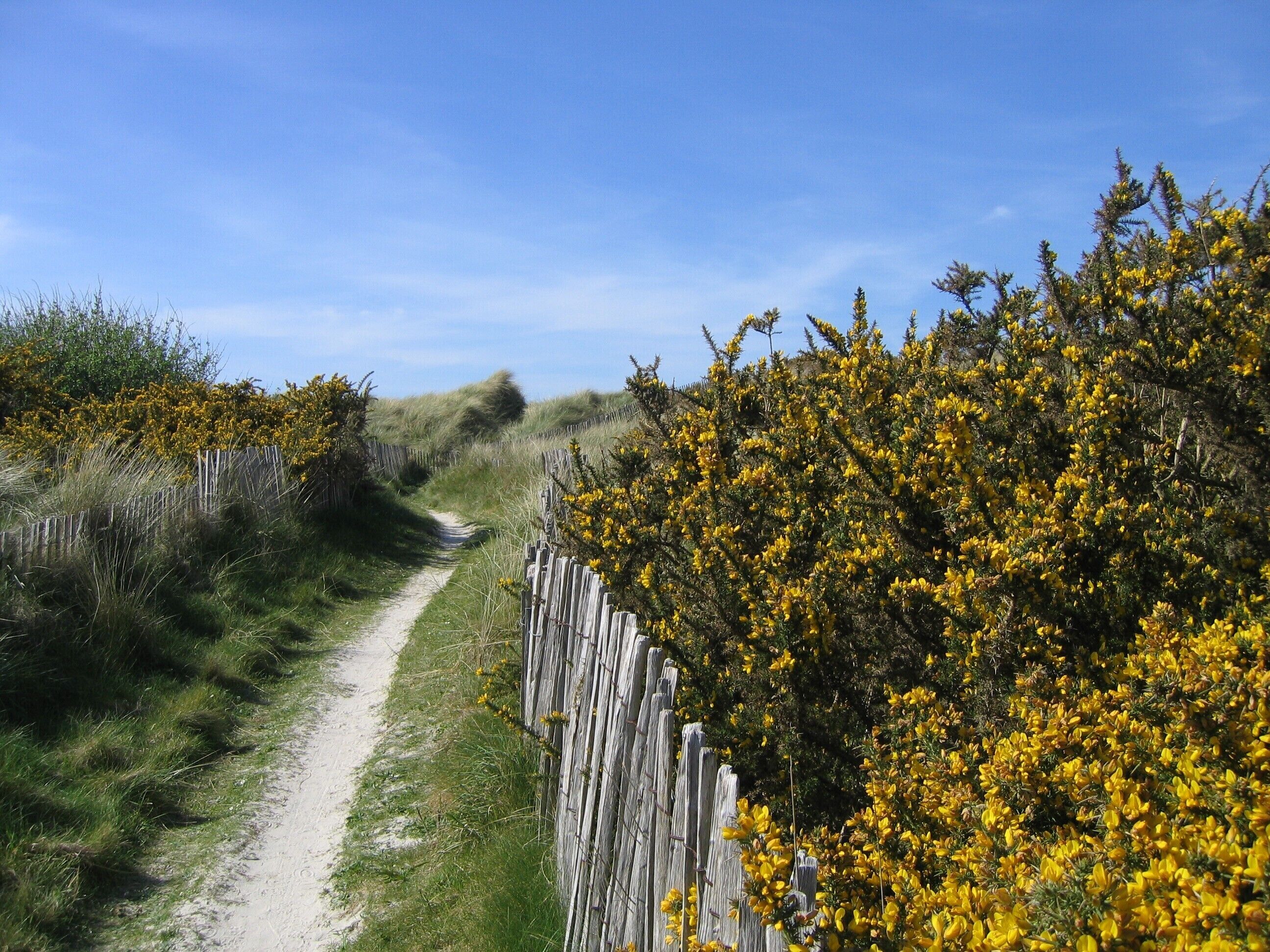 Un sentier de terre bordé de buissons denses aux fleurs jaunes et d’une clôture en bois.