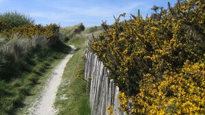 A dirt path flanked by dense yellow flowering bushes and a wooden fence. - comfortable house private indoor heated pool 28 ° C 450m sandy beaches (Santec)